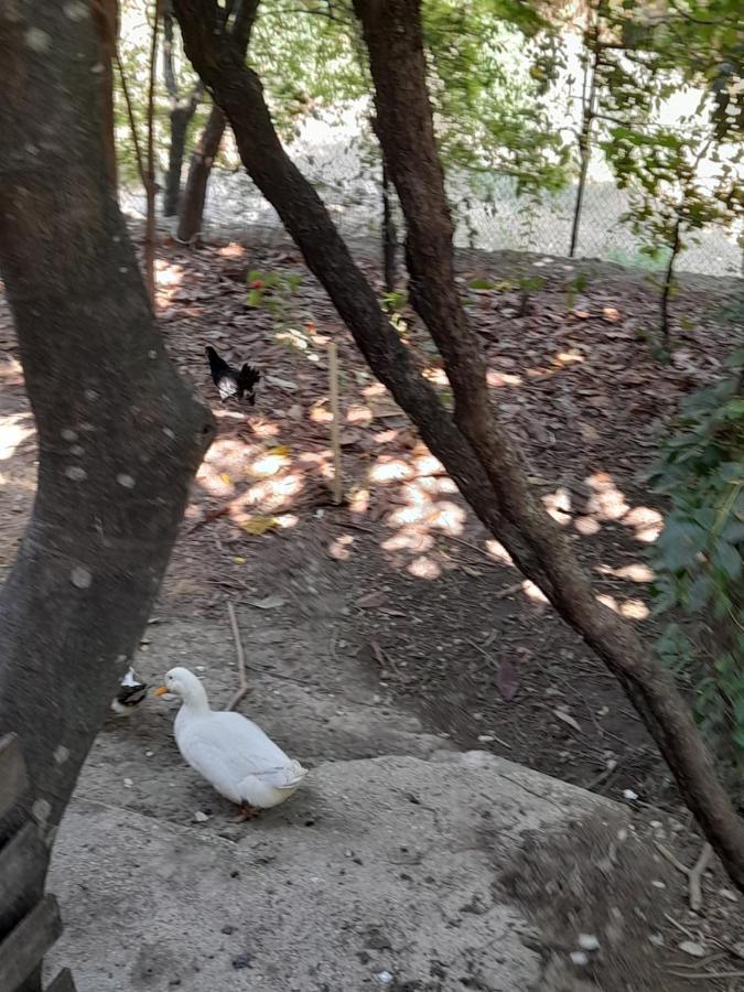 Camping Late Gjirokastër 外观 照片